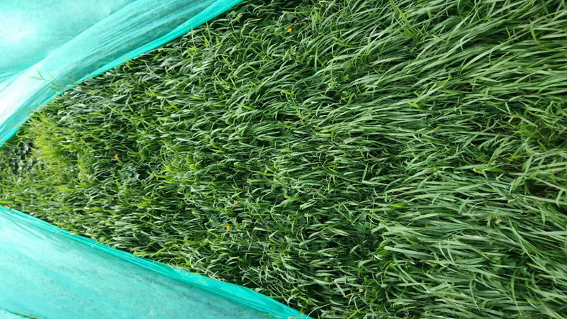 寬葉草批發(fā) 寬葉草批發(fā)