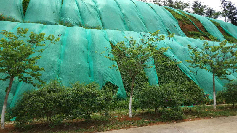 寬葉草批發(fā) 寬葉草批發(fā)