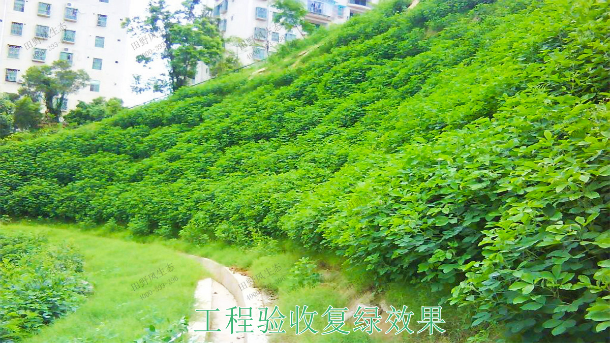 四季青種子 四季青種子