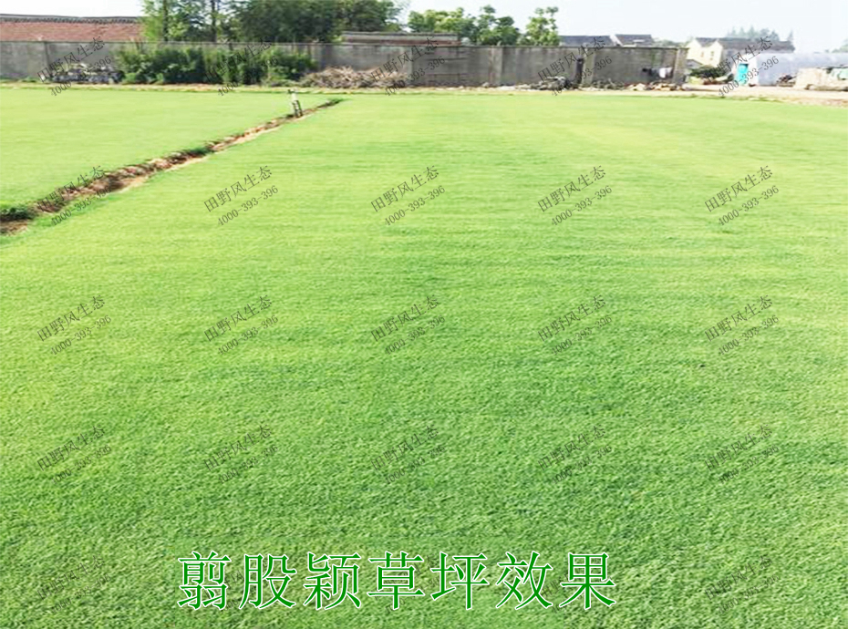 四季青草坪 四季青草坪