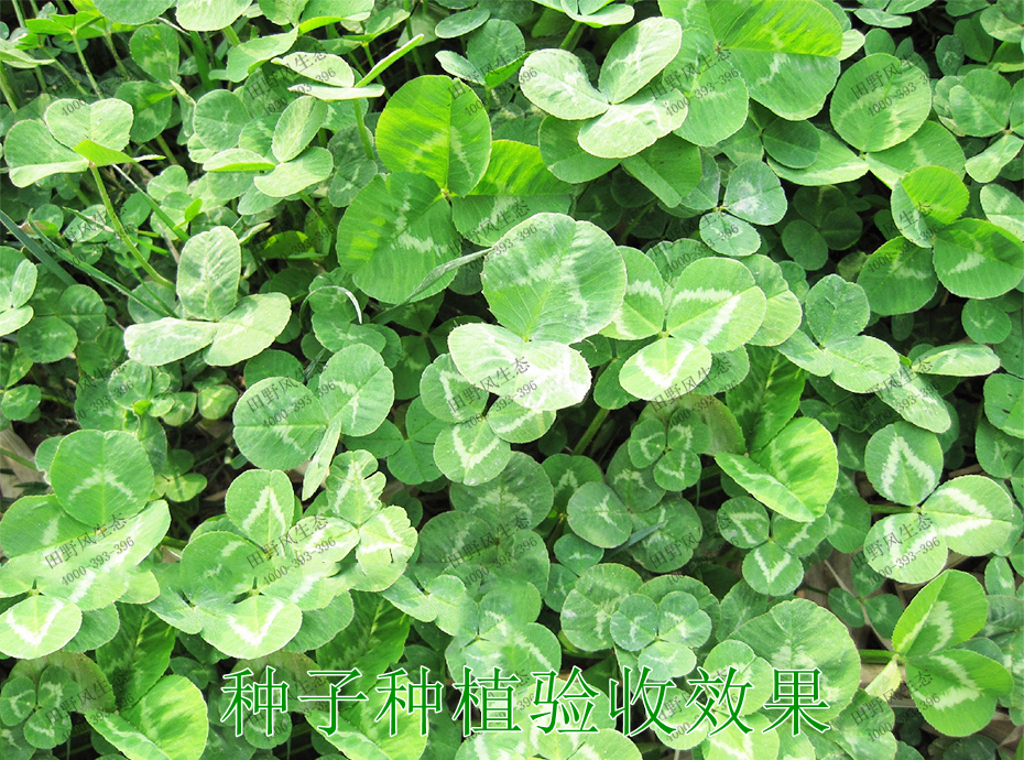 四季青草坪 四季青草坪