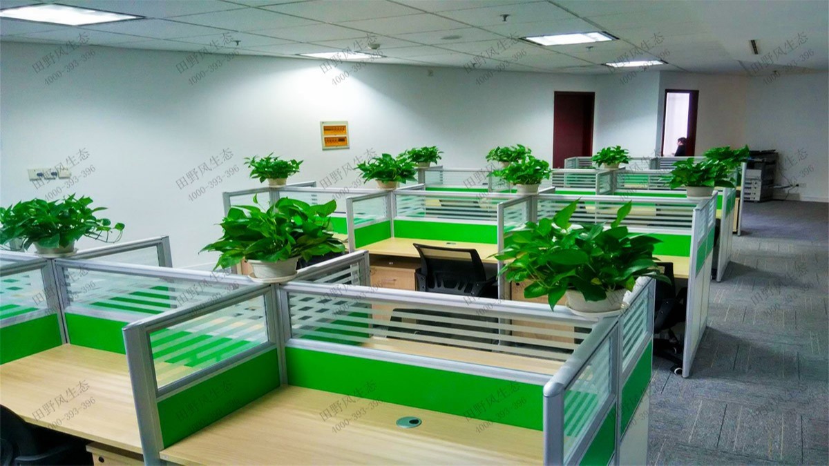 廣州國(guó)際工程公司綠植租賃案例 廣州國(guó)際工程公司綠植租賃案例