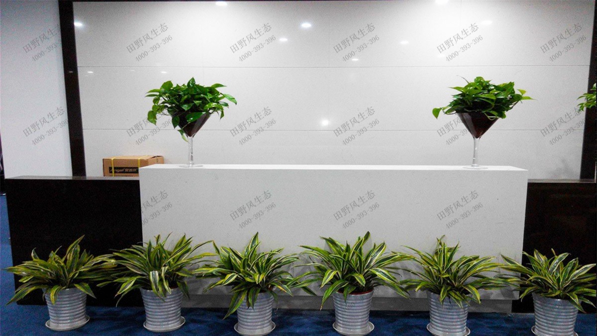 廣州國(guó)際工程公司綠植租賃案例 廣州國(guó)際工程公司綠植租賃案例