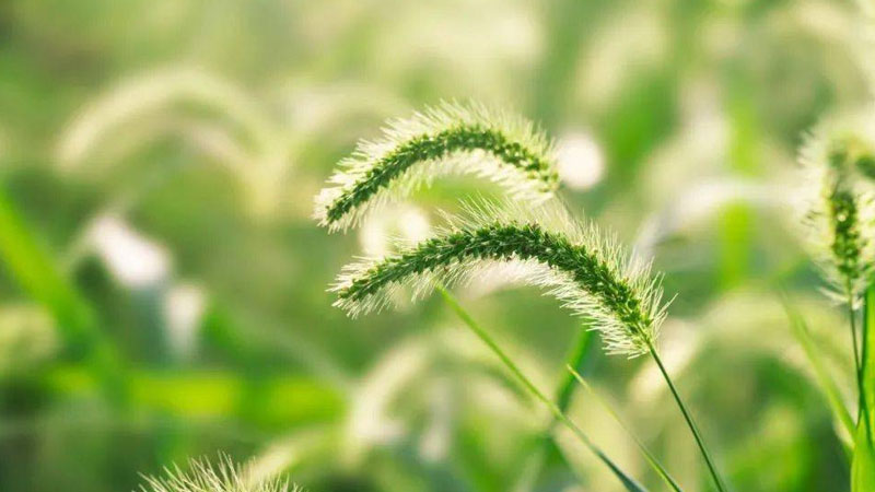 狗尾巴草 狗尾巴草