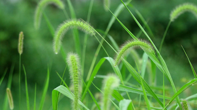 狗尾巴草 狗尾巴草