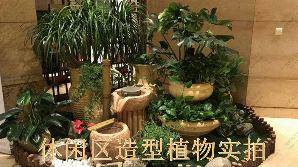 廣州國際金融中心室內(nèi)花卉租賃案例 廣州國際金融中心室內(nèi)花卉租賃案例