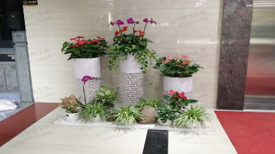 廣州創(chuàng)境匯盈科智谷植物租擺 廣州創(chuàng)境匯盈科智谷植物租擺