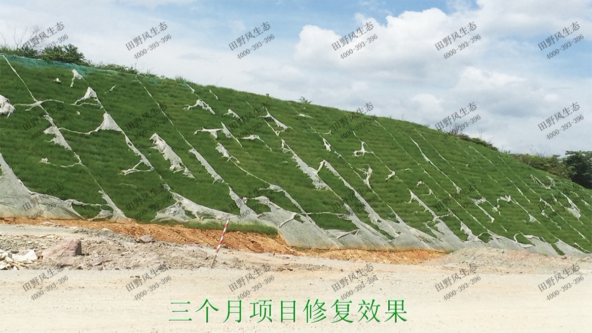 潮惠高速揭陽(yáng)段高速公路邊坡植草 潮惠高速揭陽(yáng)段高速公路邊坡植草