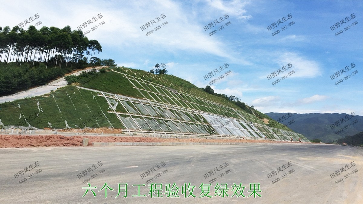 潮惠高速揭陽(yáng)段高速公路邊坡植草 潮惠高速揭陽(yáng)段高速公路邊坡植草