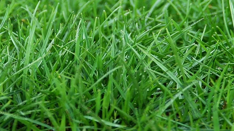 草種子批發(fā)