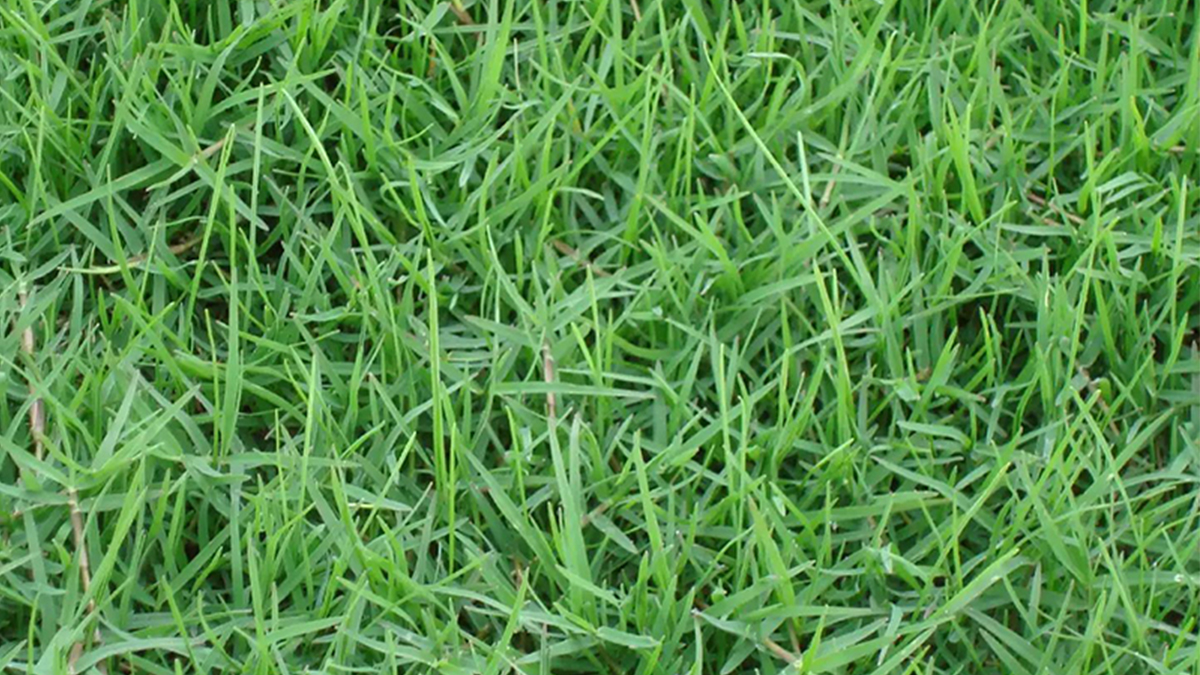 護坡草坪最佳種植時間和方法是什么？