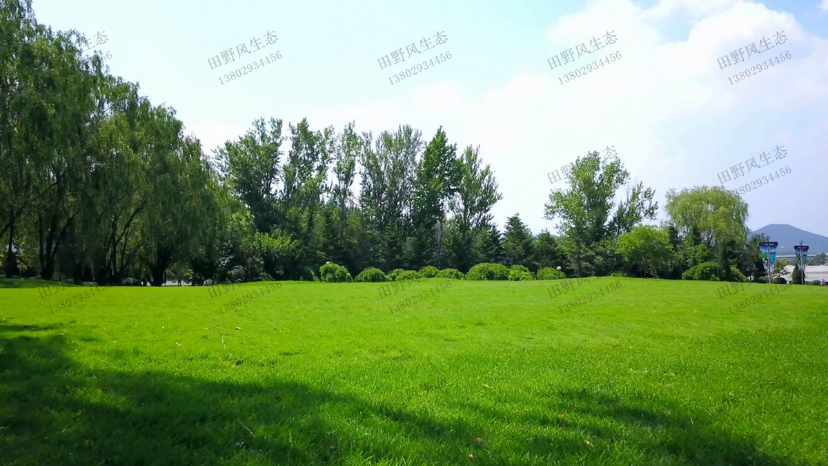 草坪種植技術(shù) 草坪種植技術(shù)