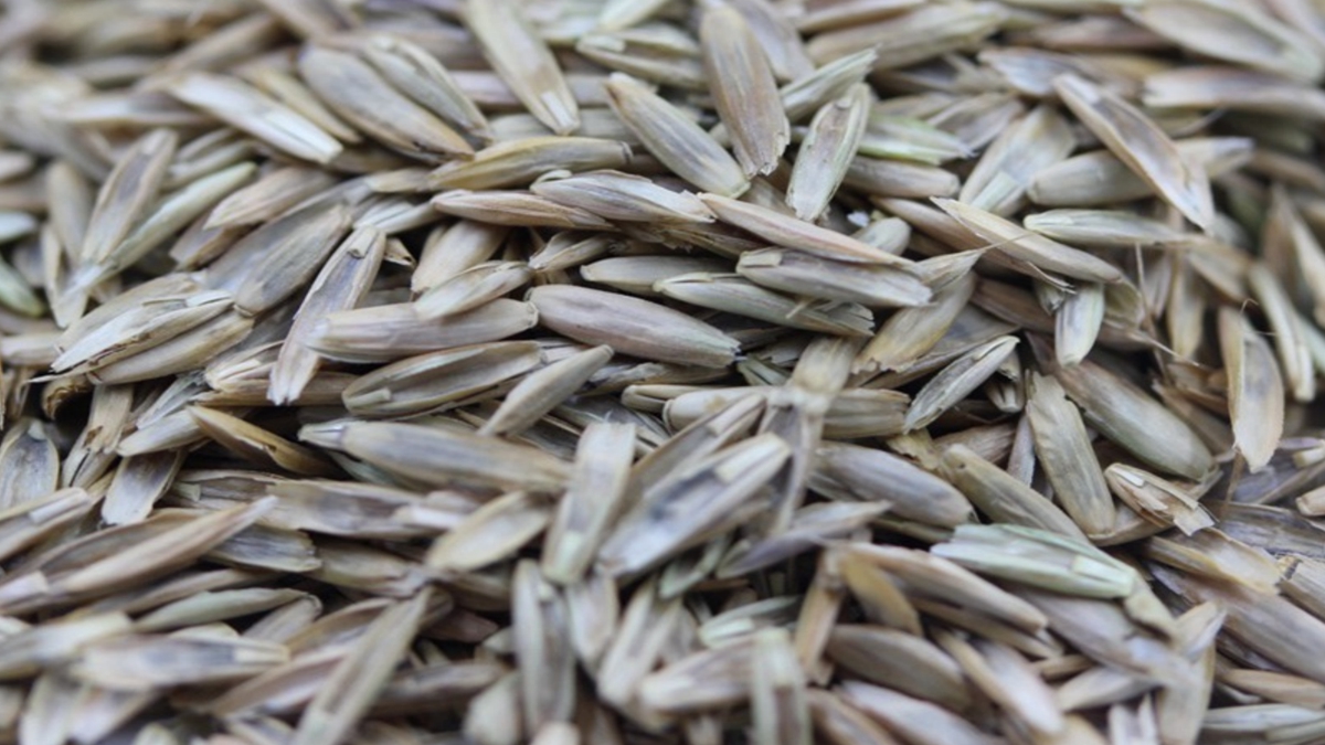 藍標多年生黑麥草種子 藍標多年生黑麥草種子