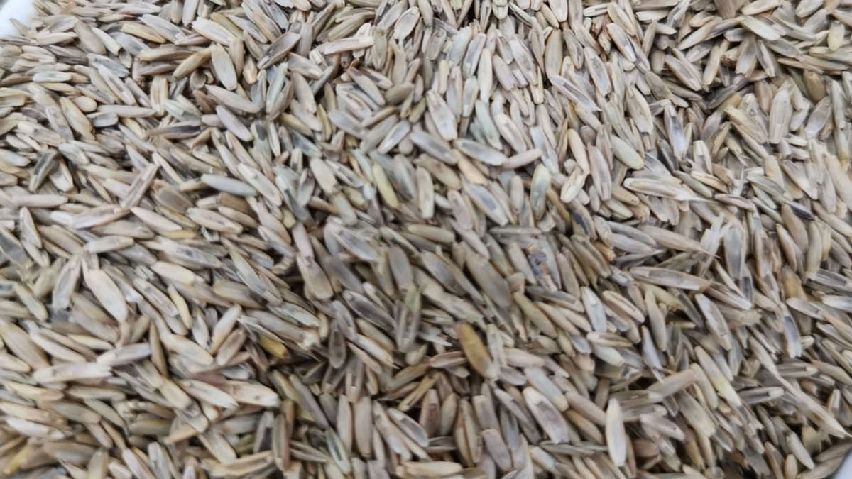 藍標多年生黑麥草種子 藍標多年生黑麥草種子