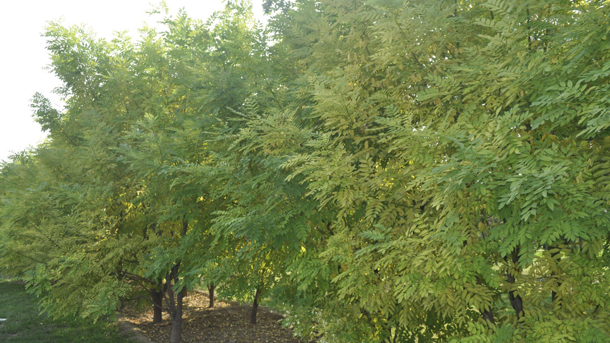 刺槐種子 刺槐種子