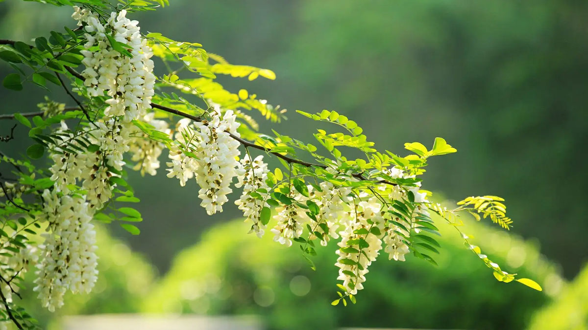 刺槐種子 刺槐種子