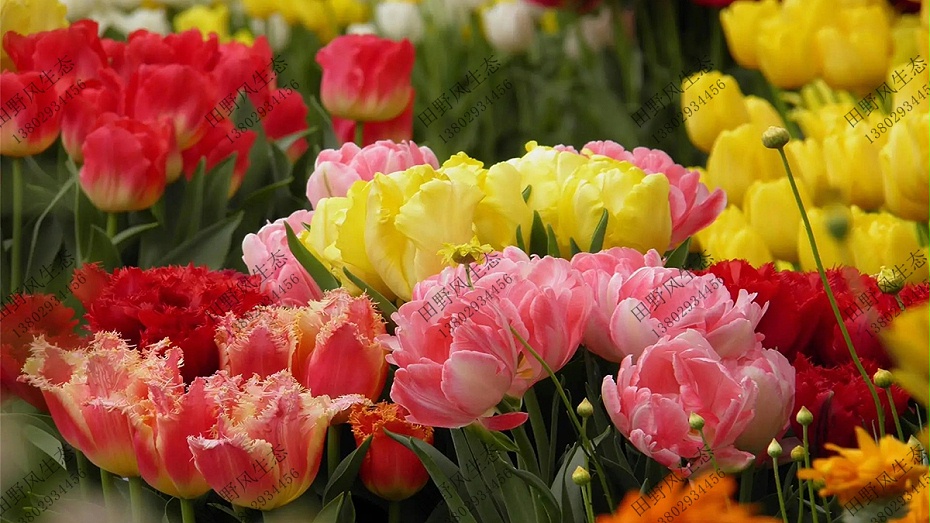 花卉種子四季易種 花卉種子四季易種