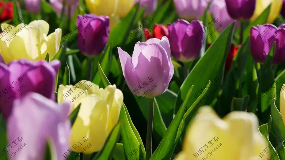 花卉種子籽 花卉種子籽