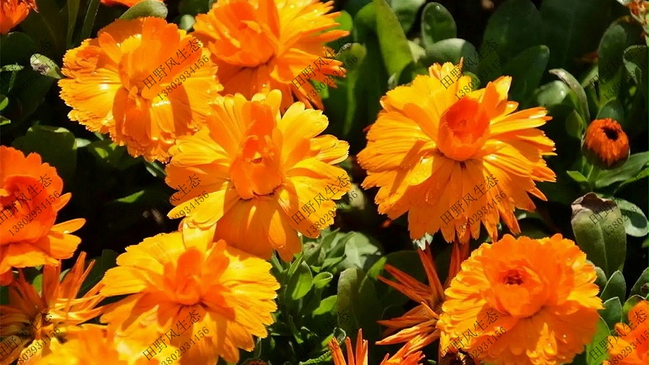 四季花開的花種子批發(fā) 四季花開的花種子批發(fā)