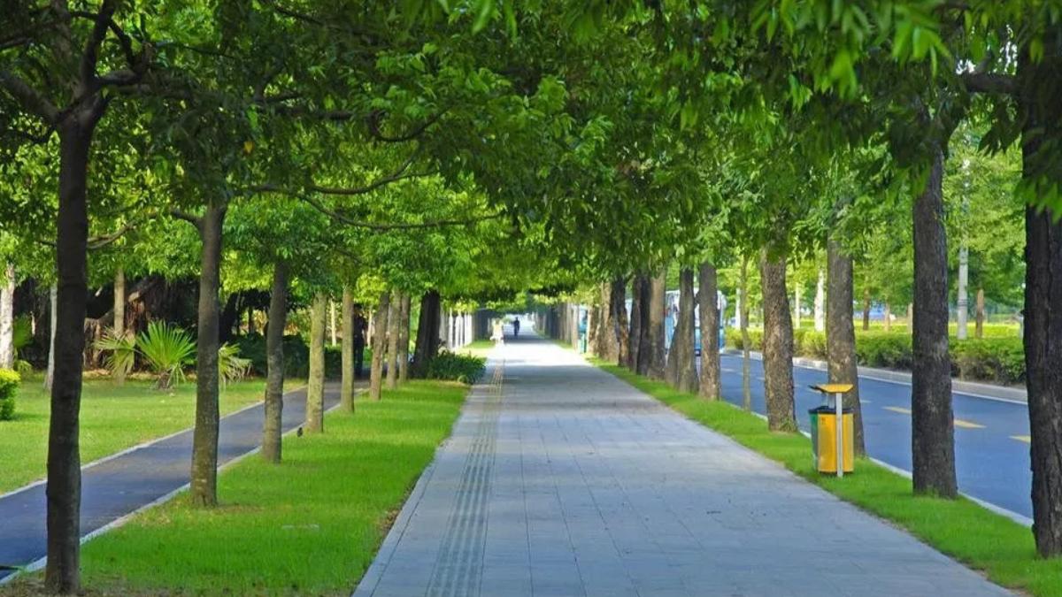 道路綠化植物 道路綠化植物