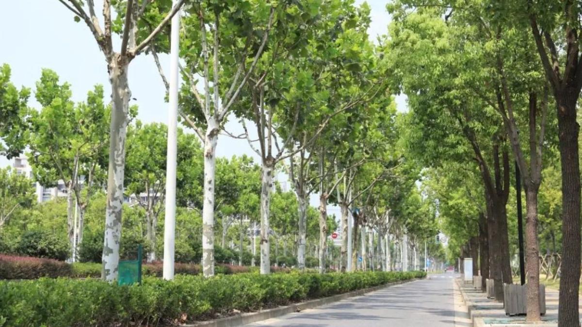 道路綠化 道路綠化