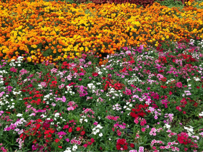 花海花田種植常用花卉品種有哪些？