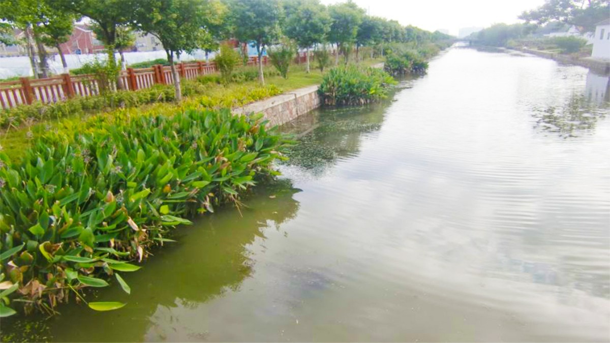 紫金縣秋香江河道河堤邊坡綠化工程 紫金縣秋香江河道河堤邊坡綠化工程