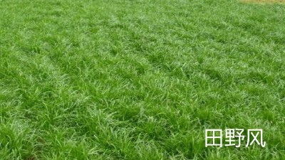 公路邊坡綠化植物應(yīng)該選擇什么類型的？