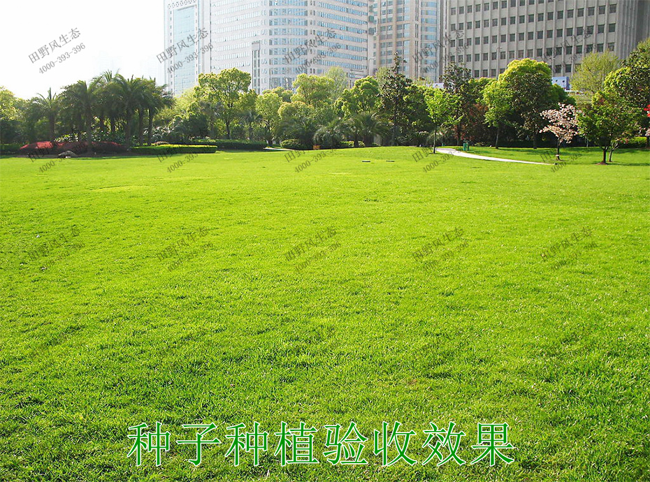 2種子種植驗(yàn)收效果 2種子種植驗(yàn)收效果