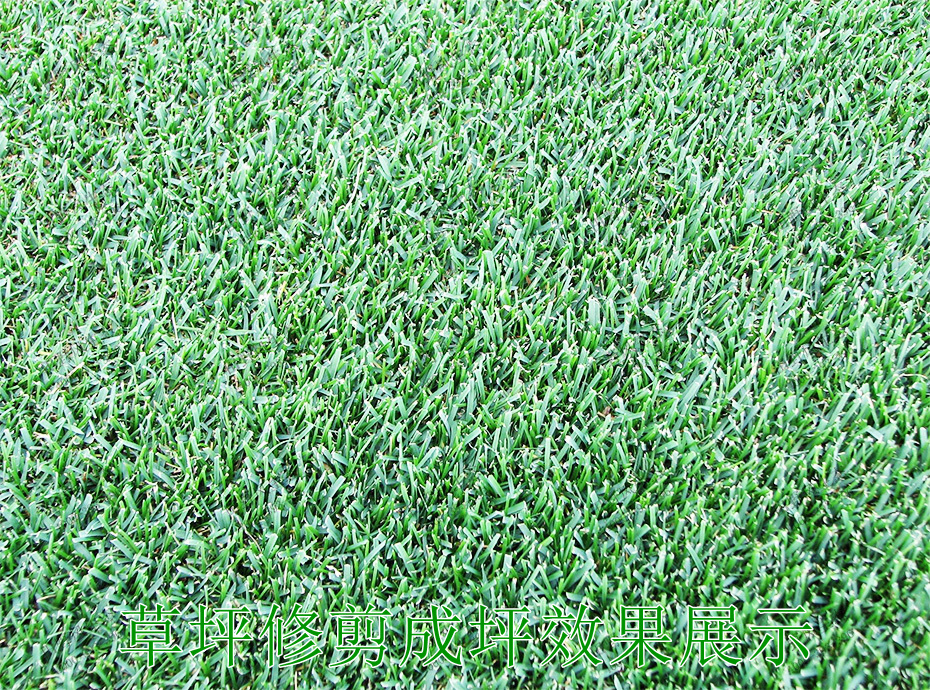 3草坪修剪成坪效果展示 3草坪修剪成坪效果展示