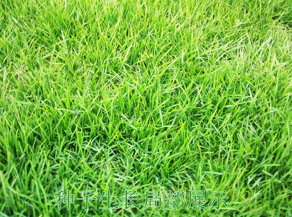 4種子生長(zhǎng)局部展示 4種子生長(zhǎng)局部展示