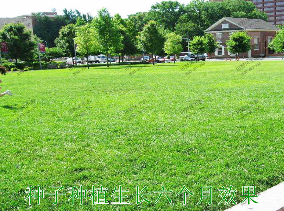 5種子種植生長(zhǎng)6個(gè)月效果 5種子種植生長(zhǎng)6個(gè)月效果