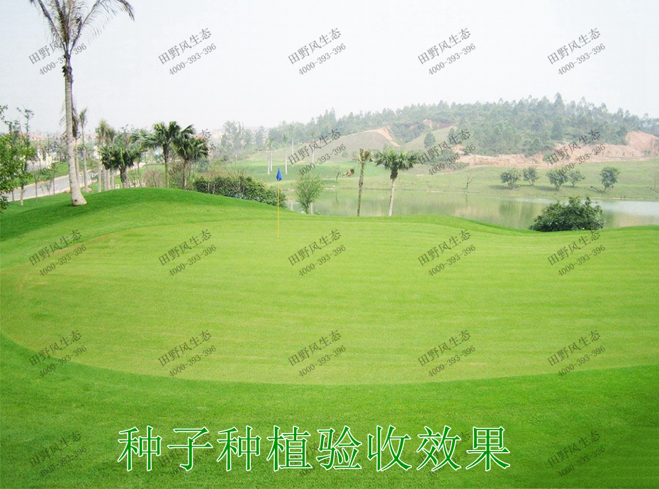 6種子種植驗(yàn)收效果 6種子種植驗(yàn)收效果