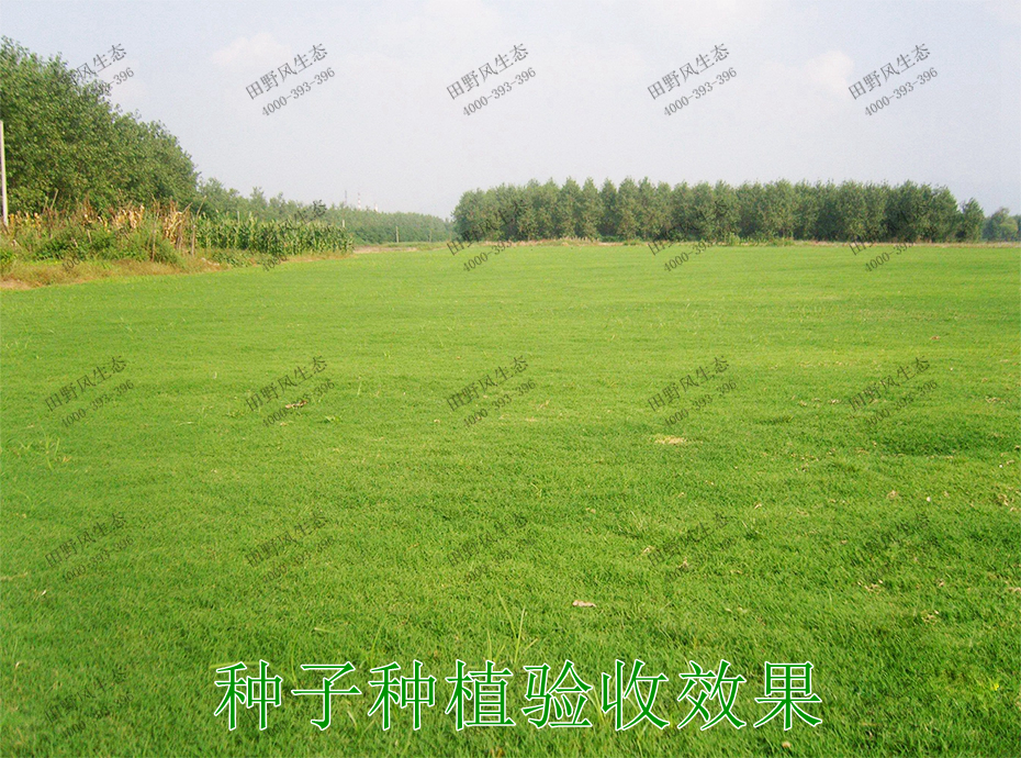 2種子種植驗(yàn)收效果 2種子種植驗(yàn)收效果