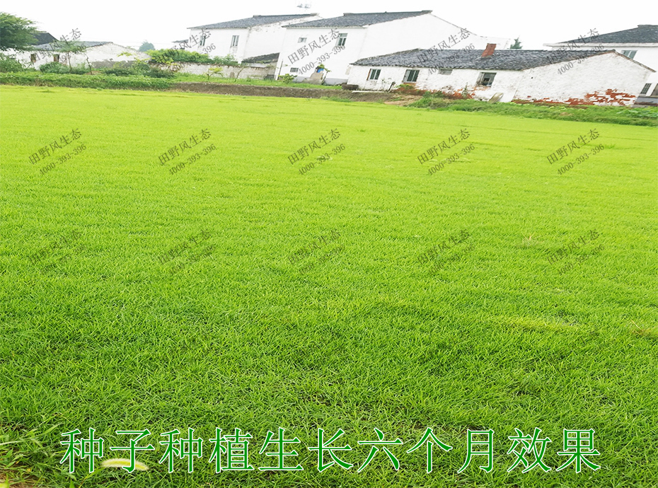 5種子種植生長(zhǎng)6個(gè)月效果 5種子種植生長(zhǎng)6個(gè)月效果