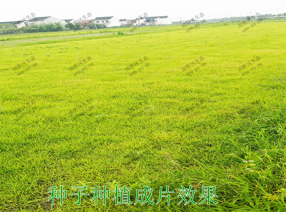 6種子種植成片效果 6種子種植成片效果