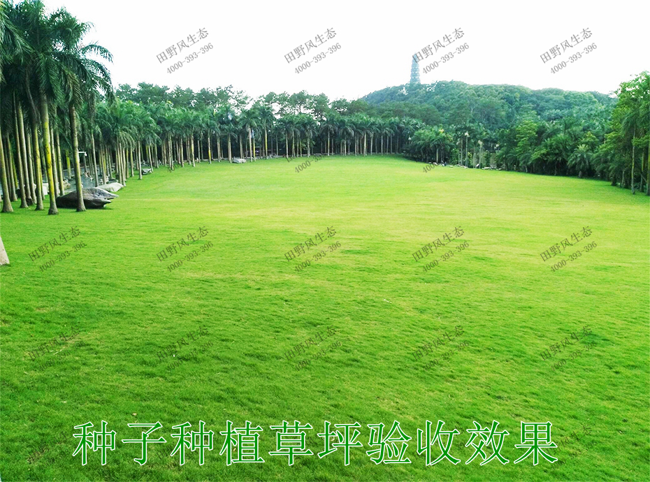 7種子種植草坪驗(yàn)收效果 7種子種植草坪驗(yàn)收效果