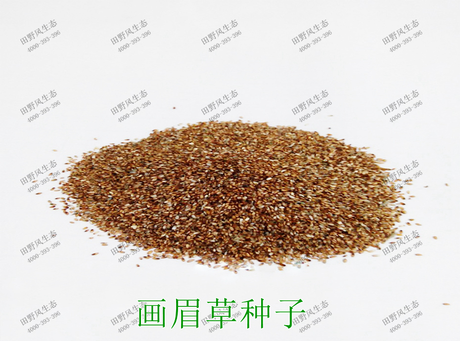 1畫(huà)眉草種子 1畫(huà)眉草種子