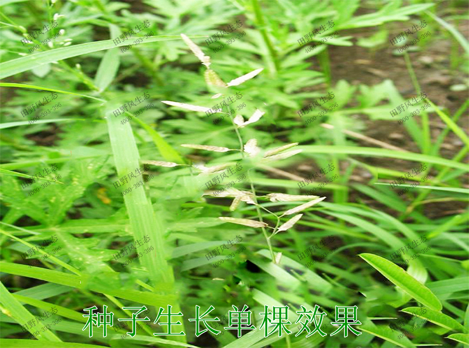 3種子生長(zhǎng)單棵效果 3種子生長(zhǎng)單棵效果
