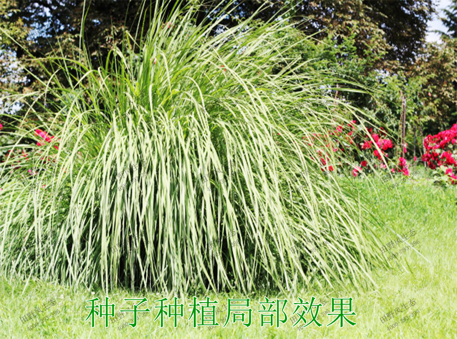 4種子種植局部效果 4種子種植局部效果