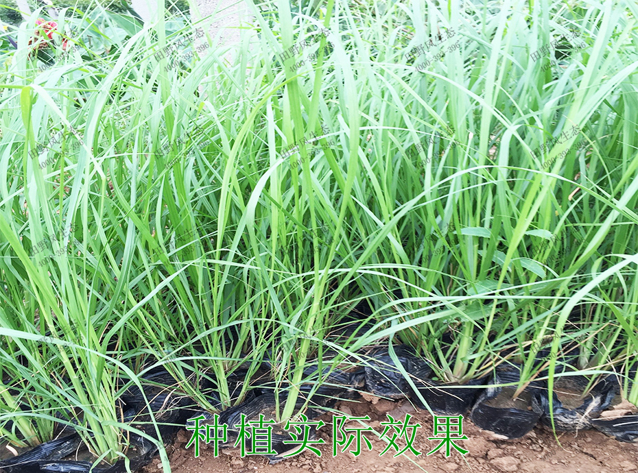 5種植實(shí)際效果 5種植實(shí)際效果