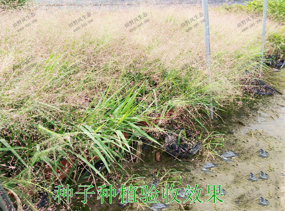 6種子種植驗(yàn)收效果 6種子種植驗(yàn)收效果