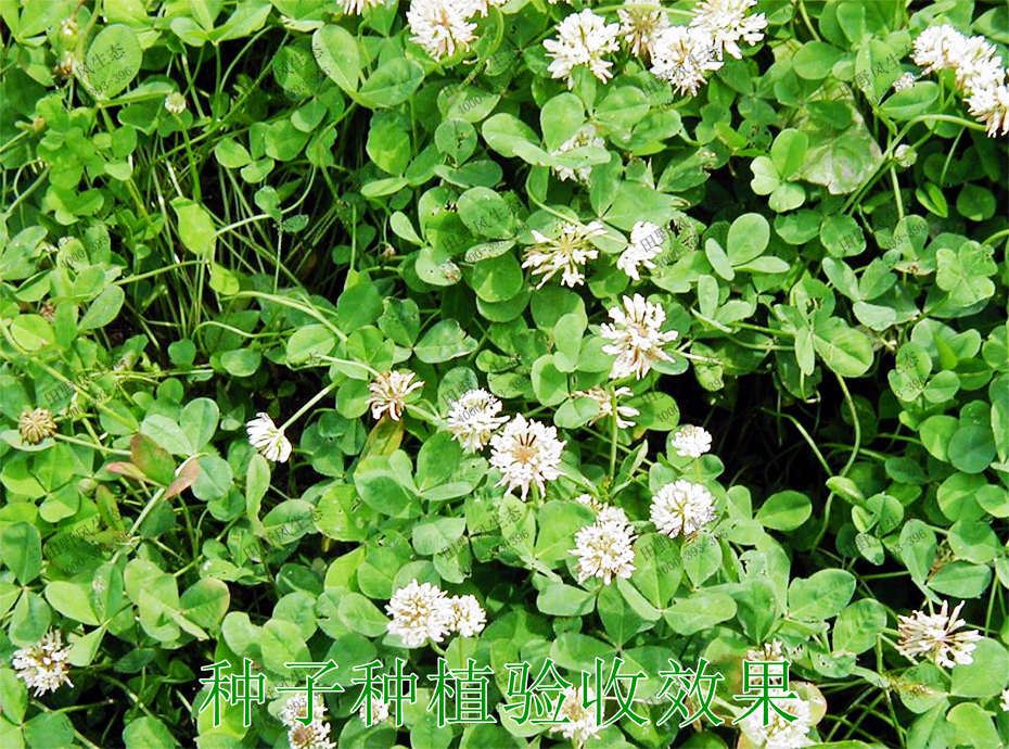 2種子種植驗(yàn)收效果 2種子種植驗(yàn)收效果