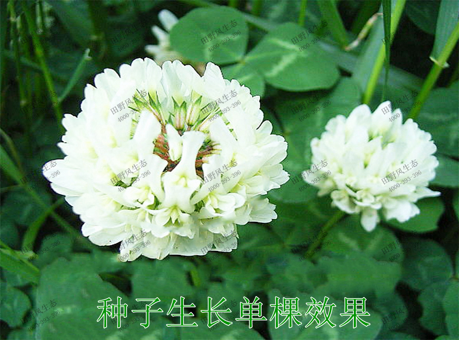 3種子生長(zhǎng)單棵效果 3種子生長(zhǎng)單棵效果