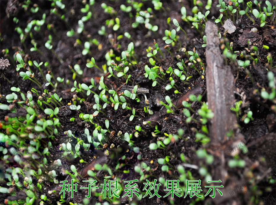 4種子根系效果展示 4種子根系效果展示