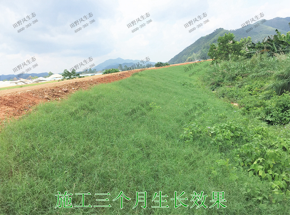 10施工3個(gè)月生長(zhǎng)效果 10施工3個(gè)月生長(zhǎng)效果