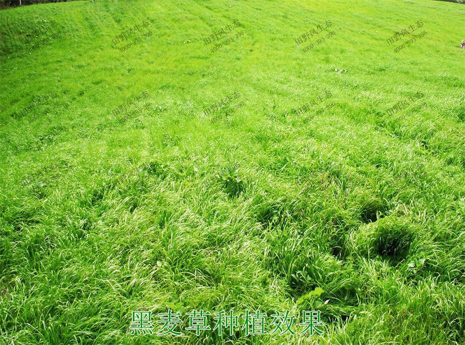 2黑麥草種植效果 2黑麥草種植效果