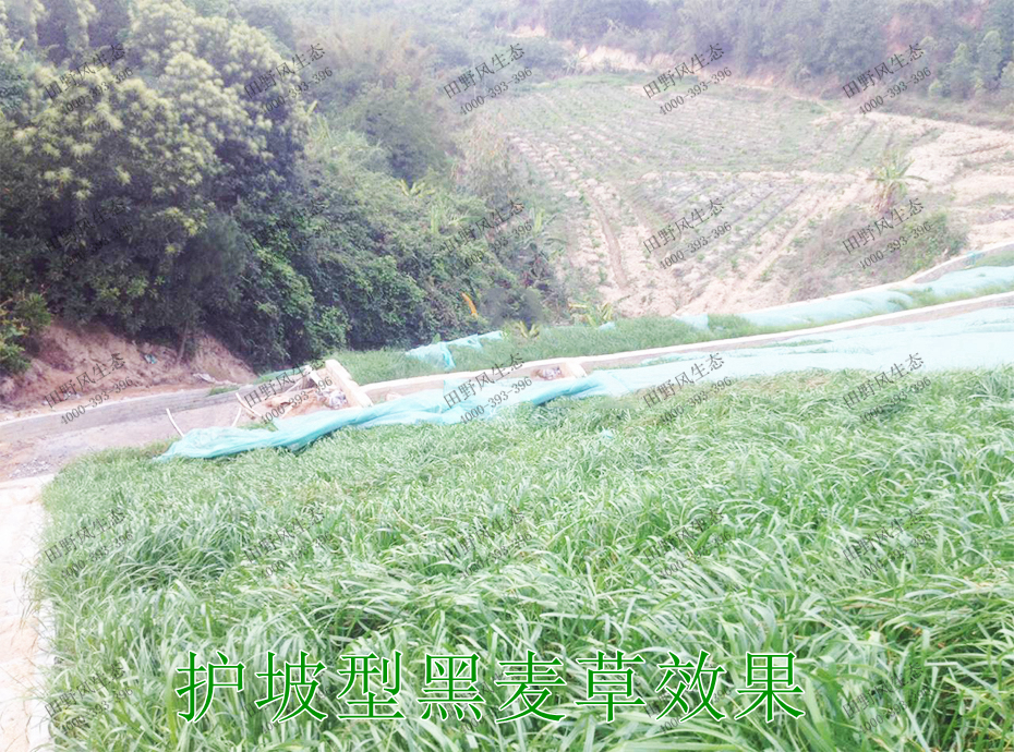 7護坡型黑麥草效果 7護坡型黑麥草效果