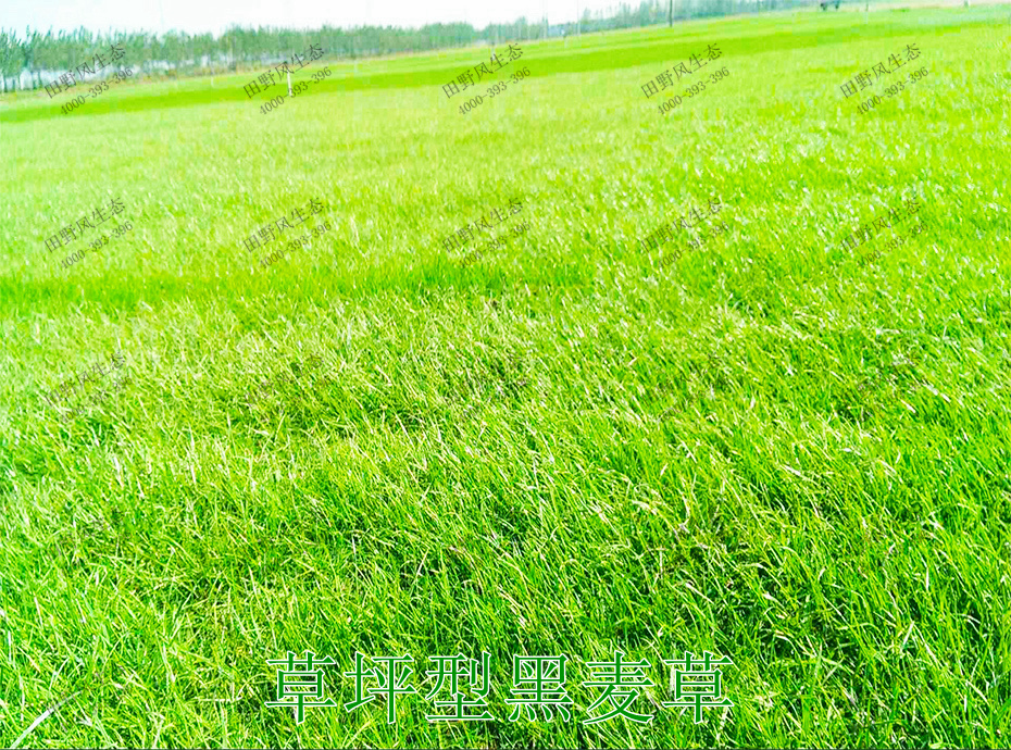 8草坪型黑麥草 8草坪型黑麥草