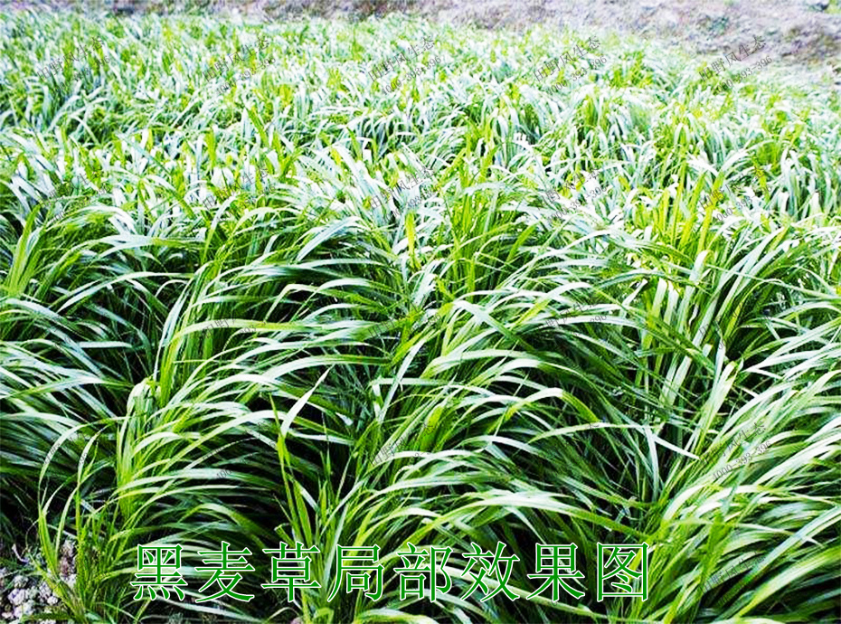 9黑麥草局部效果圖 9黑麥草局部效果圖